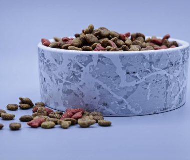 Come migliorare l’alimentazione di cane e gatto