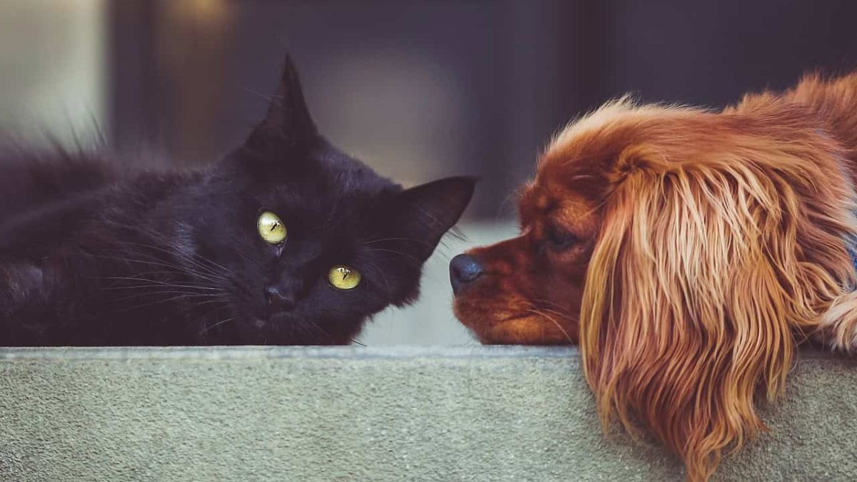 Le razze di cani e gatti più popolari nel 2025