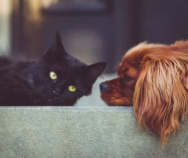 Le razze di cani e gatti più popolari nel 2025