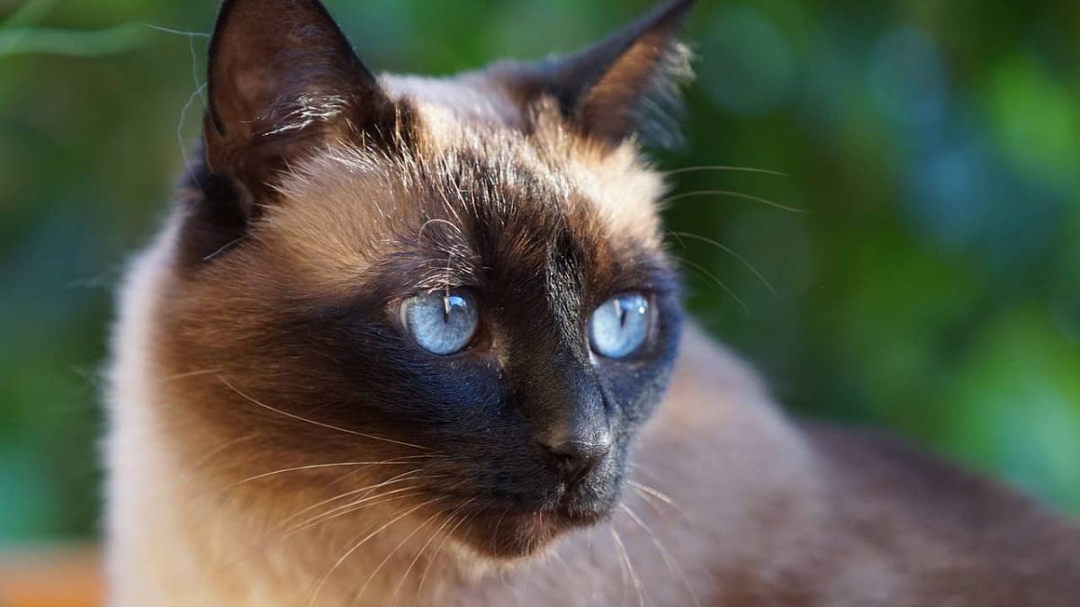 Il temperamento del Siamese Thai: come gestire il comportamento di un gatto affettuoso e vivace