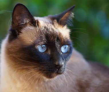 Il temperamento del Siamese Thai: come gestire il comportamento di un gatto affettuoso e vivace
